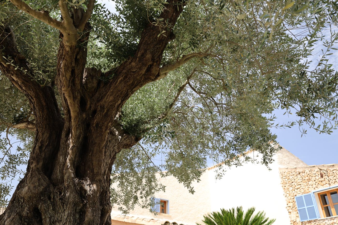 Alter Olivenbaum vor der Finca